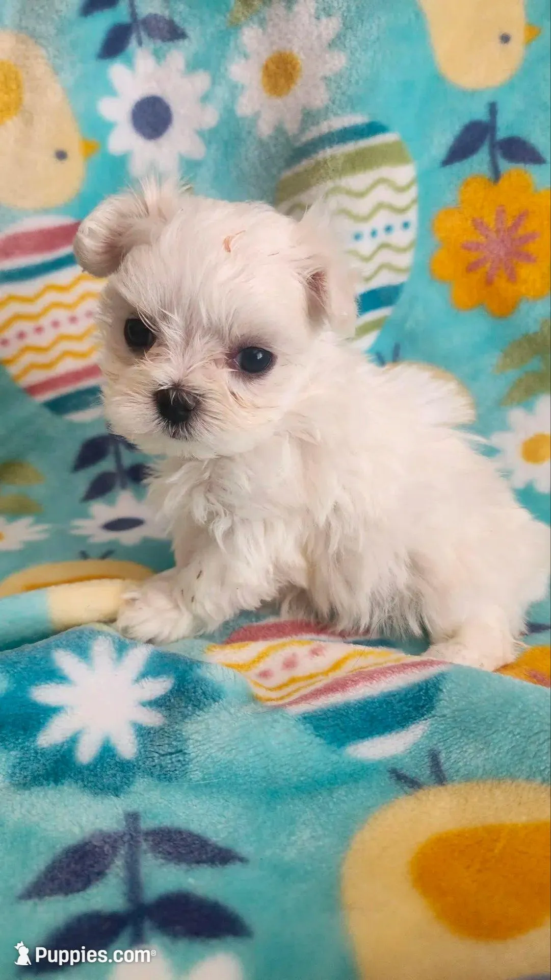 Gracie (TEA CUP), a female Maltese for sale in The Villages, FL – Photo 2 of 10