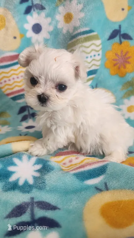 Puppy 1 (TEA CUP) – Maltese puppy for sale in The Villages, FL