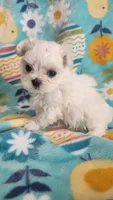Puppy 1 (TEA CUP), a female Maltese for sale in The Villages, FL – Photo 1 of 10