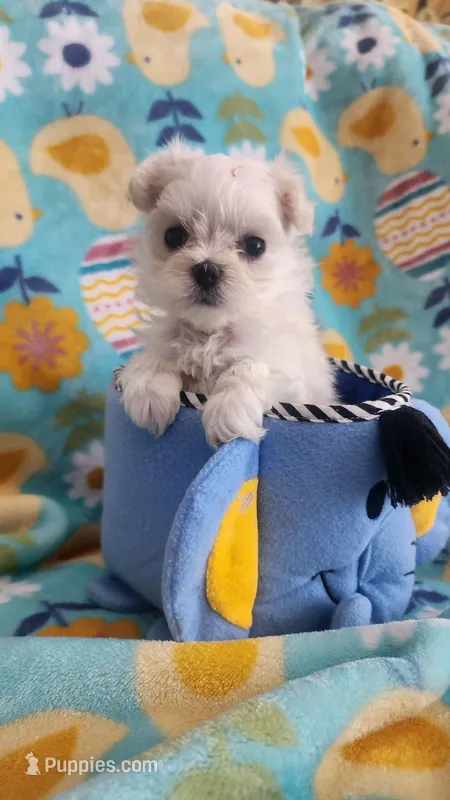 Gracie (TEA CUP) – Maltese puppy for sale in The Villages, FL