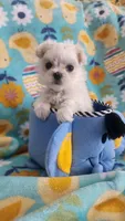 Puppy 1 (TEA CUP), a female Maltese for sale in The Villages, FL – Photo 2 of 10