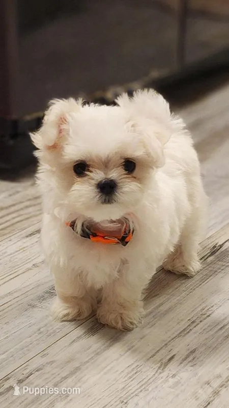 Gracie (TEA CUP) – Maltese puppy for sale in The Villages, FL