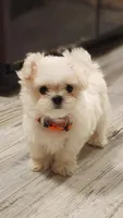 Gracie , a female Maltese for sale in The Villages, FL – Photo 6 of 9