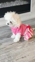 Gracie , a female Maltese for sale in The Villages, FL – Photo 4 of 9