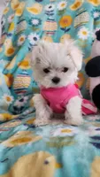 Gracie , a female Maltese for sale in The Villages, FL – Photo 5 of 9