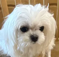 Puppy 1 (TEA CUP), a female Maltese for sale in The Villages, FL – Photo 9 of 10