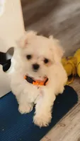 Gracie , a female Maltese for sale in The Villages, FL – Photo 7 of 9