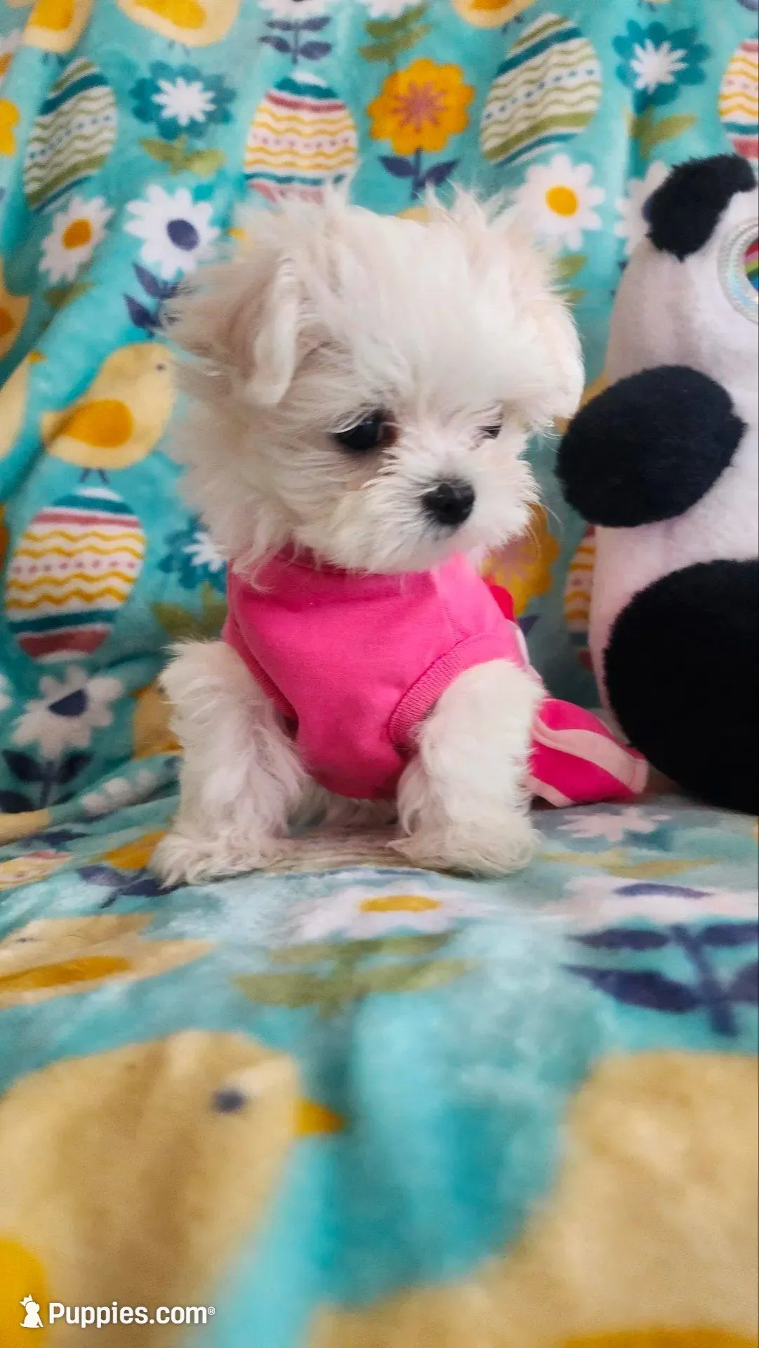 Gracie , a female Maltese for sale in The Villages, FL – 2 of 9