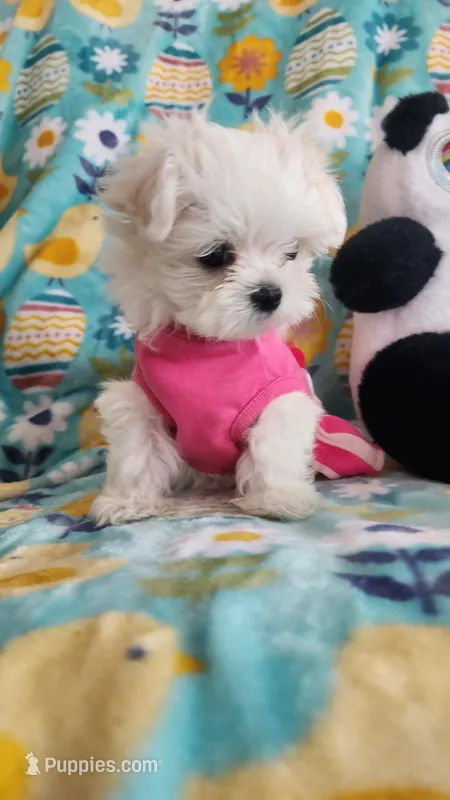 Gracie  – Maltese puppy for sale in The Villages, FL