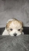 Parti Tiny Chole (Tea Cup), a female Morkie for sale in The Villages, FL – 3 of 8