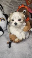 Parti Tiny Chole (Tea Cup), a female Morkie for sale in The Villages, FL – 4 of 8