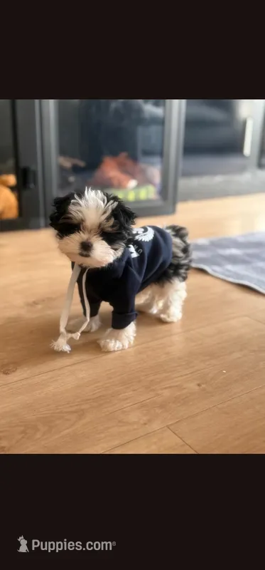 Boy 2 – Morkie puppy for sale in The Villages, FL