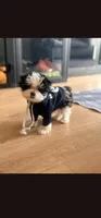 Boy 2, a male Morkie for sale in The Villages, FL – 1 of 7