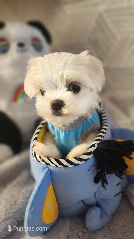 AKC boy 1 – Maltese puppy for sale in The Villages, FL