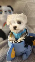 AKC boy 1, a male Maltese for sale in The Villages, FL – 3 of 8