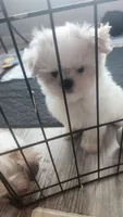 Imported lines, Prince Ollie, AKC (Champion pedigree) Maltese , a male Maltese for sale in The Villages, FL – 7 of 10