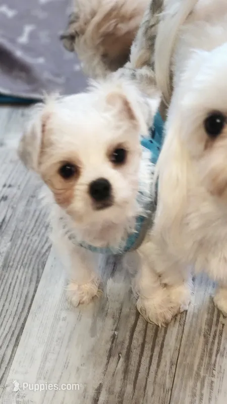Tiny, Parti Morkie  – Morkie puppy for sale in The Villages, FL