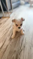 Tiny, a male Morkie for sale in The Villages, FL – 3 of 7