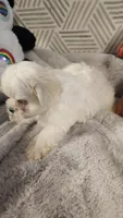 AKC boy 2, a male Maltese for sale in The Villages, FL – 7 of 10