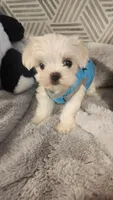 AKC boy 1, a male Maltese for sale in The Villages, FL – 6 of 8