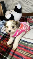 Sweet Morkie Princess , a female Morkie for sale in The Villages, FL – 3 of 8