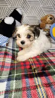 Sweet Morkie Princess , a female Morkie for sale in The Villages, FL – 7 of 8