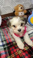 Sweet Morkie Princess , a female Morkie for sale in The Villages, FL – 8 of 8