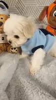 AKC boy Jax, a male Maltese for sale in The Villages, FL – 3 of 10