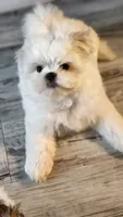 Imported lines, Prince Ollie, AKC (Champion pedigree) Maltese , a male Maltese for sale in The Villages, FL – 2 of 10