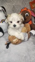 Parti Tiny Chole (Tea Cup), a female Morkie for sale in The Villages, FL – 5 of 8