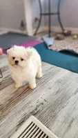 Imported lines, Prince Ollie, AKC (Champion pedigree) Maltese , a male Maltese for sale in The Villages, FL – 6 of 10