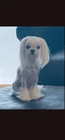 AKC boy 1, a male Maltese for sale in The Villages, FL – 7 of 8