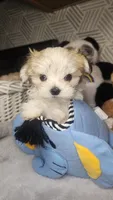 Parti Tiny Chole (Tea Cup), a female Morkie for sale in The Villages, FL – 1 of 8