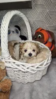 Parti Tiny Chole (Tea Cup), a female Morkie for sale in The Villages, FL – 6 of 8