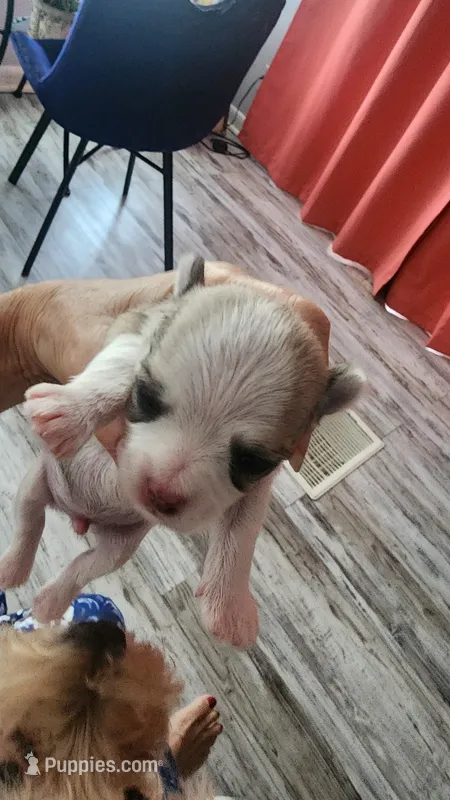 Boy 2 – Morkie puppy for sale in The Villages, FL