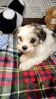 Sweet Morkie Princess , a female Morkie for sale in The Villages, FL – 6 of 8