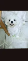 AKC boy Jax, a male Maltese for sale in The Villages, FL – 8 of 10