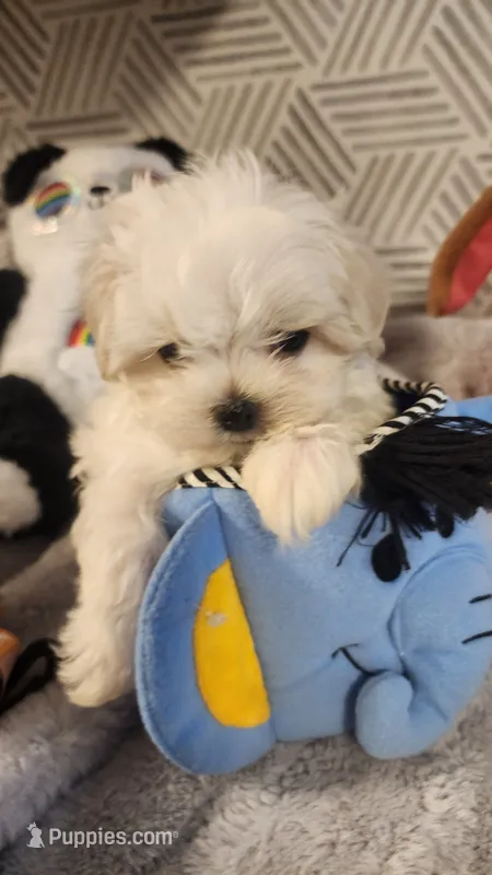 AKC BOY 3 – Maltese puppy for sale in The Villages, FL