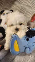 AKC BOY 3, a male Maltese for sale in The Villages, FL – 1 of 9