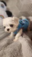 AKC boy 1, a male Maltese for sale in The Villages, FL – 4 of 8