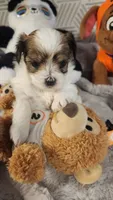 Penny, a female Morkie for sale in The Villages, FL – 7 of 7