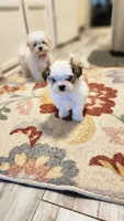 Harper, a male Morkie for sale in The Villages, FL – 2 of 6