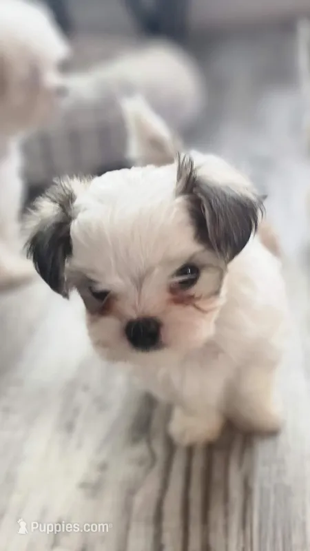 Harper – Morkie puppy for sale in The Villages, FL