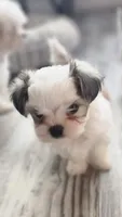 Harper, a male Morkie for sale in The Villages, FL – 1 of 6