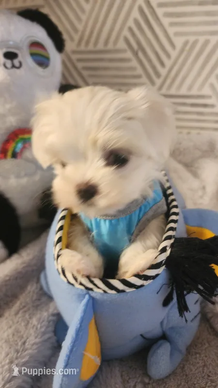 AKC boy 1 – Maltese puppy for sale in The Villages, FL