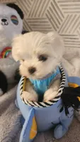 AKC boy 1, a male Maltese for sale in The Villages, FL – 1 of 8