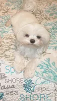 Boy 2, a male Morkie for sale in The Villages, FL – 4 of 7
