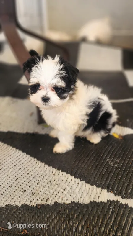 Girl 1 – Morkie puppy for sale in The Villages, FL