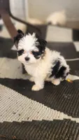 Puppy 1, a  Morkie for sale in The Villages, FL – 4 of 8