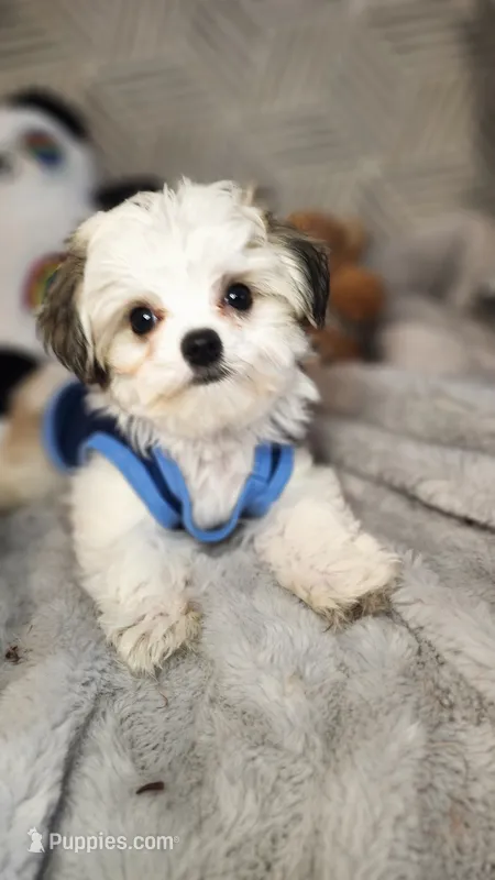 Sweet Harper parti Morkie  – Morkie puppy for sale in The Villages, FL